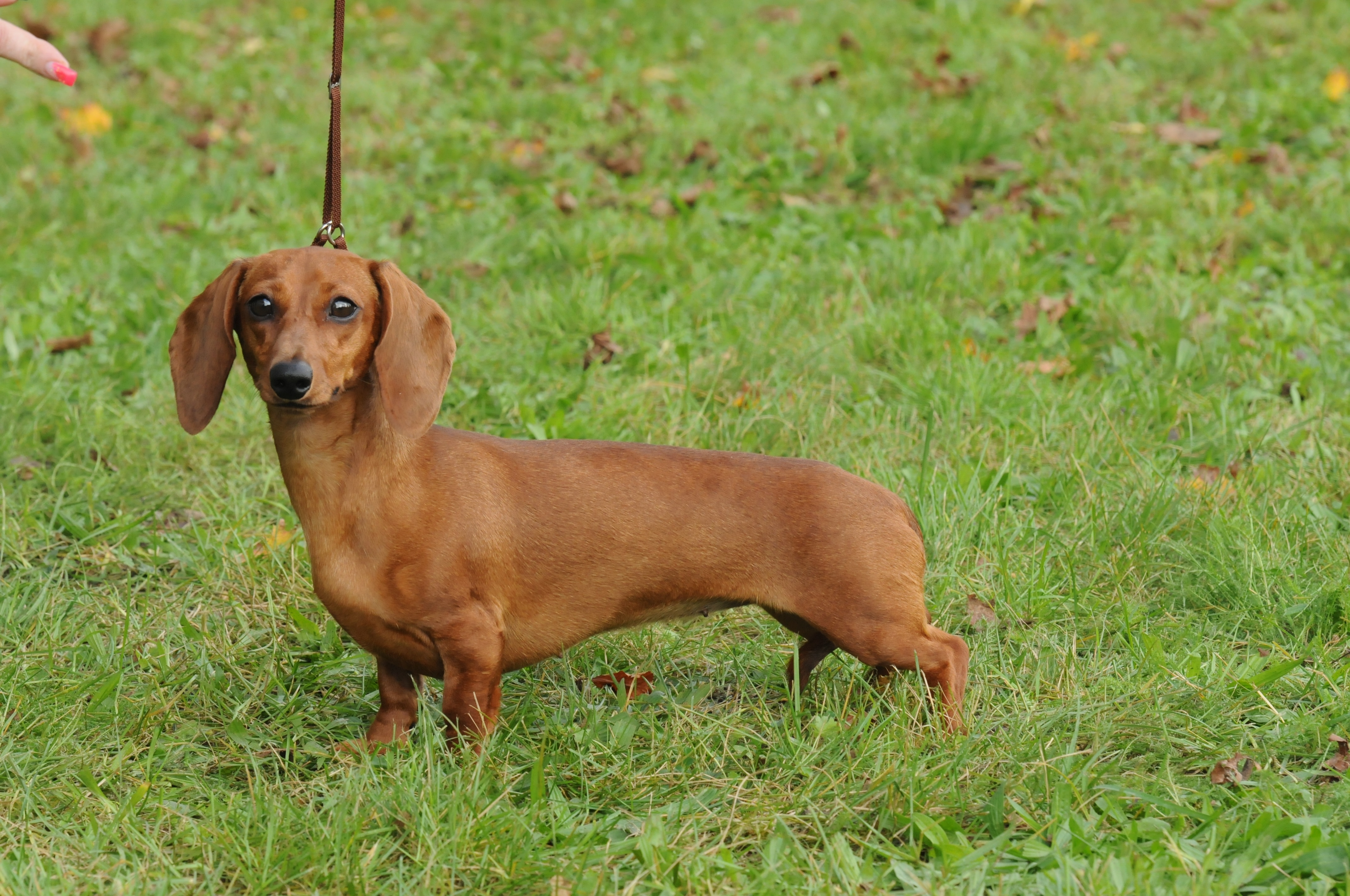 Short haired miniature sales dachshund